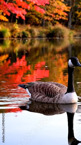Canada Goose Swimming in Autumn Lake.