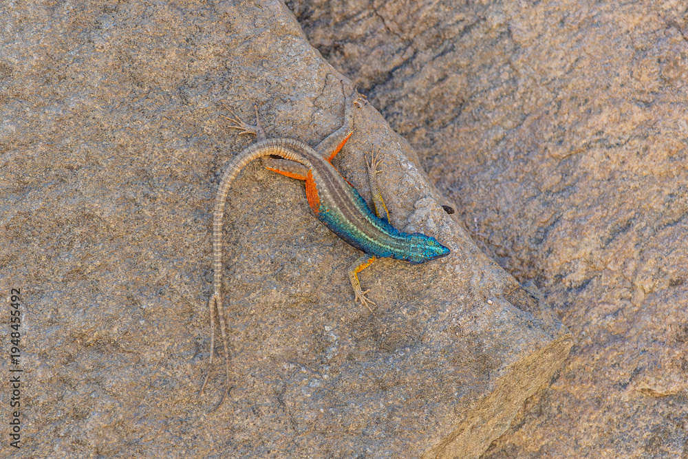 Obraz premium Broadleys Plattechse