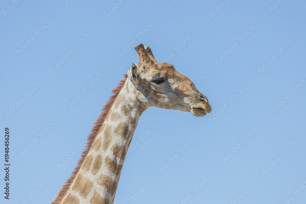 Obraz premium Giraffe in Südafrika
