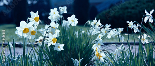 A panoramic photo of daffodils in bloom