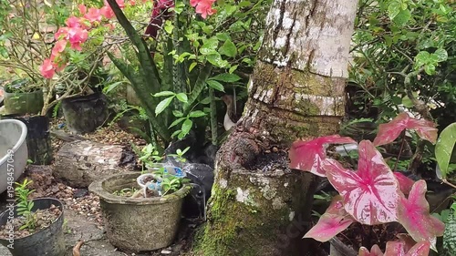 Potted plants and tree trunk in garden with pink flowers and red leaves video footage