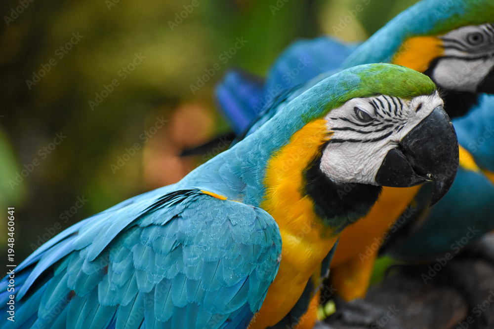 Obraz premium Blue-and-yellow macaws (Ara ararauna) in the Dehiwala Zoo (National Zoological Gardens of Sri Lanka, Dehiwala Zoological Gardens), Dehiwala, Sri Lanka.