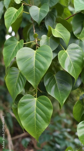 Green leaves on a tree branch.
