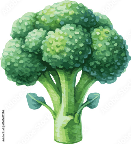 Watercolor vector illustration of a broccoli
