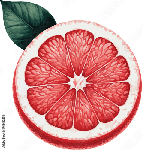 Vector watercolor painted illustration of a grapefruit