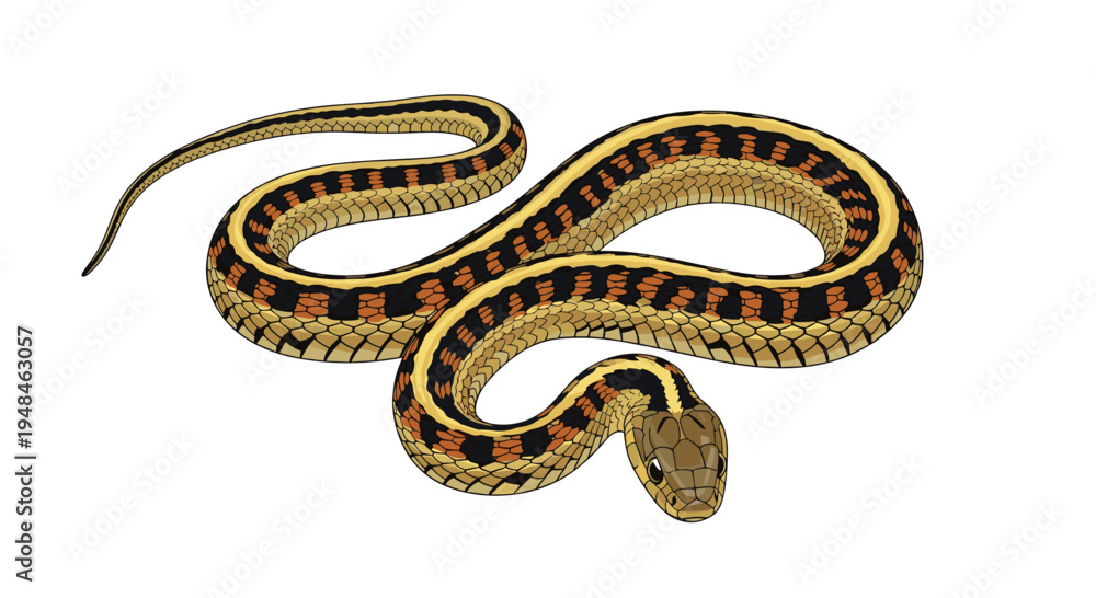 Fototapeta premium Detailed illustration of a garter snake, showcasing its distinctive striped pattern along its body, a common non-venomous reptile.