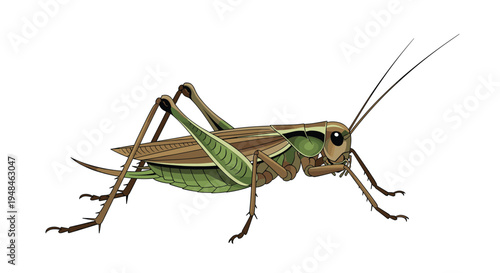 Detailed illustration of a green katydid, showcasing its elongated body, large hind legs, and antennae, expertly camouflaged in nature.