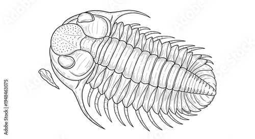 Intricate black and white outline illustration of a trilobite, highlighting its segmented body and unique ancient arthropod structure.