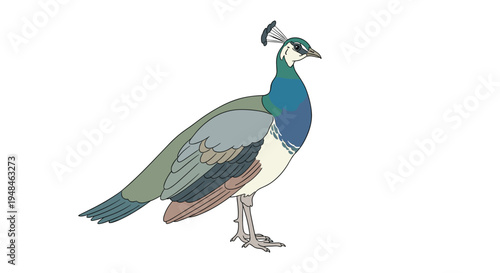 Graceful peahen, female peacock, standing elegantly with its subtle plumage and crest, captured in a serene posture on a white background.