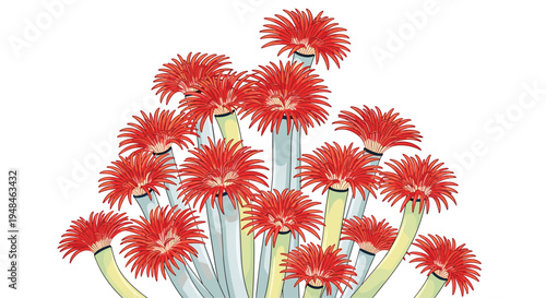 Vivid illustration of a cluster of red sea anemones, showcasing their delicate tentacled forms and vibrant colors against a pure white background.