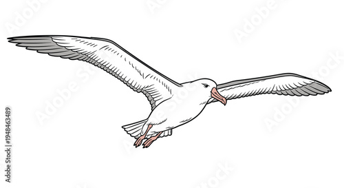 Graceful albatross soaring with its impressive wings spread wide, showcasing its white plumage and long beak against a clear sky.