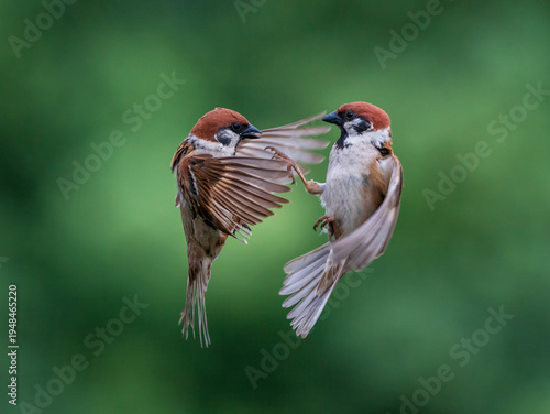 The battle of two birds sparrows flying in a summer green garden waving feath...
