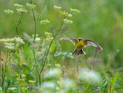 male yellow wagtail bird sits on a summer meadow with its wings spread and sings