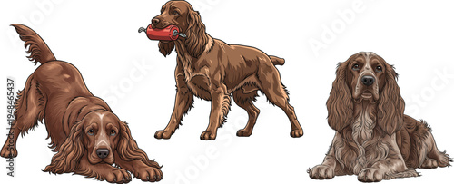 Field Spaniel dog play bow lying down relaxed retrieving pose set