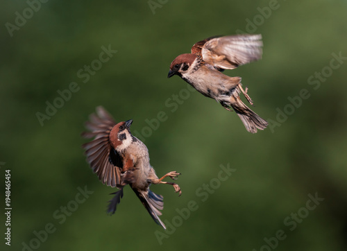 The battle of two birds sparrows flying in a summer green garden waving feath...