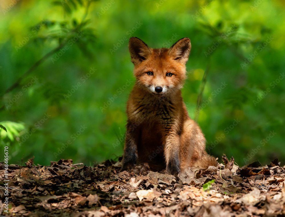 Fototapeta premium A portrait of a cute red fox cub standing in a sunny spring park and looking curiously