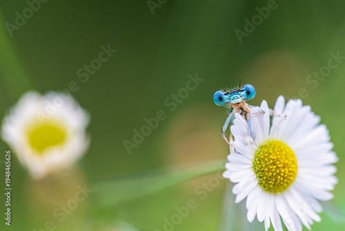 A small blue dragonfly with big eyes sits on a white chamomile flower