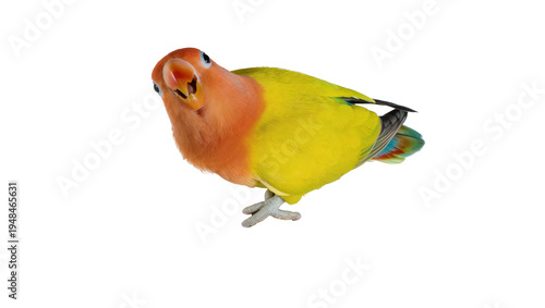 Vibrant Fischer s lovebird with orange head and green body, a beautiful pet parrot isolated on transparent background, looking curiously at camera, PNG