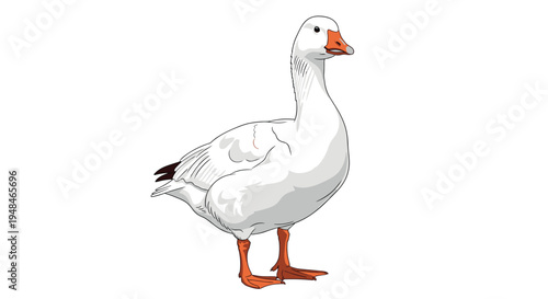Domestic white goose standing calmly, showcasing its elegant posture and soft plumage, a common and beloved farm bird.