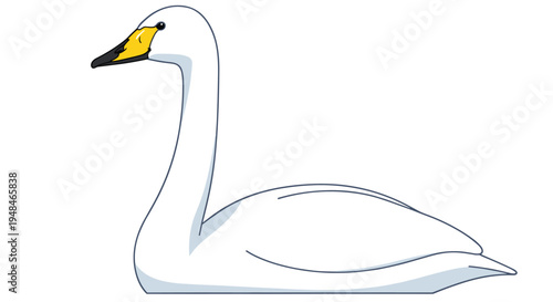 Graceful whooper swan resting peacefully, showcasing its elegant white plumage and distinctive yellow and black bill, a beautiful Nordic bird.