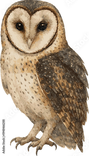 Vector watercolor realistic illustration of a austrian masked owl