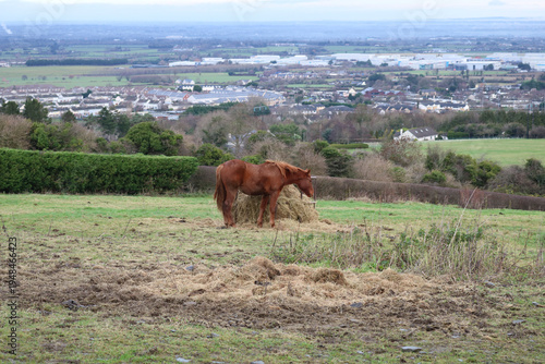 The horse in the meadow