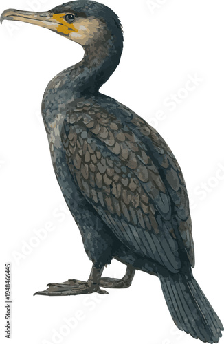 Vector watercolor realistic illustration of a cormorant