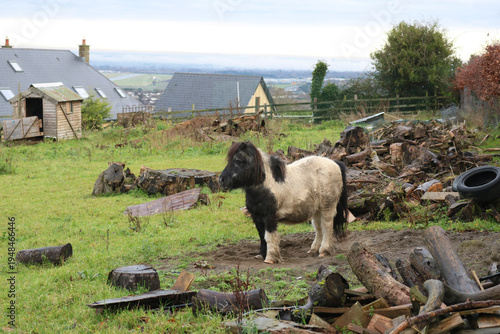 A small Scottish pony on a farm.