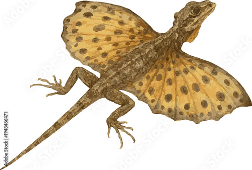 Vector watercolor illustration of a draco volans