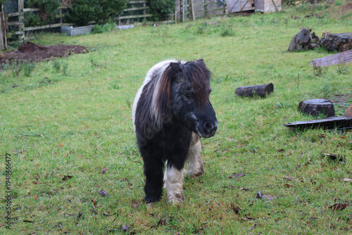  A small Scottish pony on a farm