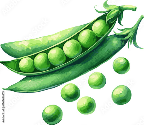 Vector watercolor illustration of peas