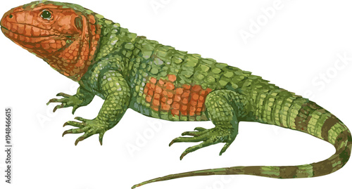 Vector watercolor illustration of a Northern caiman lizard