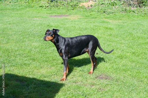 Doberman dog in a garden