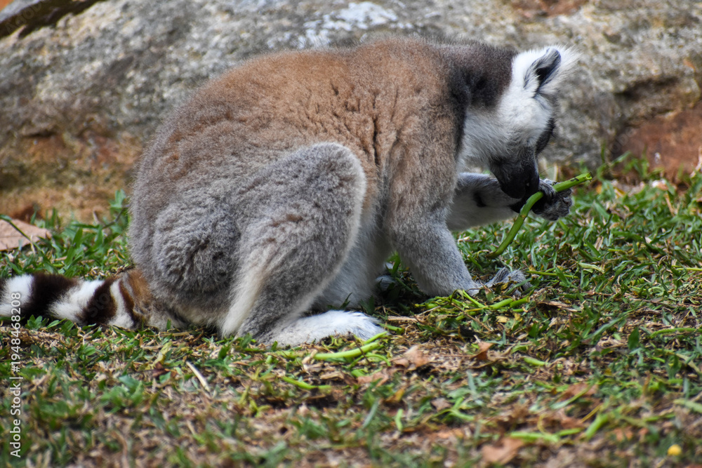 Fototapeta premium Ring-tailed lemur (Lemur catta, Madagascar lemur) in the Dehiwala Zoo (National Zoological Gardens of Sri Lanka, Dehiwala Zoological Gardens), Dehiwala, Sri Lanka.