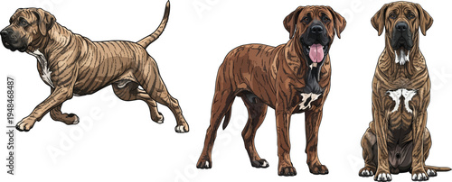 Fila Brasileiro dog sitting standing running illustration pose set