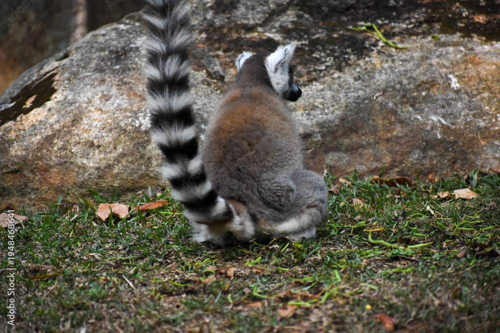 Fototapeta premium Ring-tailed lemur (Lemur catta, Madagascar lemur) in the Dehiwala Zoo (National Zoological Gardens of Sri Lanka, Dehiwala Zoological Gardens), Dehiwala, Sri Lanka.