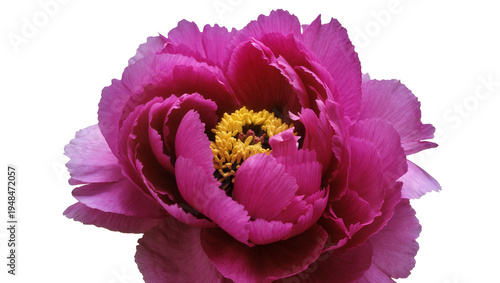 Photography Vibrant magenta peony flower with intricate petals and bright yellow stamens, be