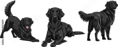 Flat Coated Retriever dog lying down play bow standing pose set