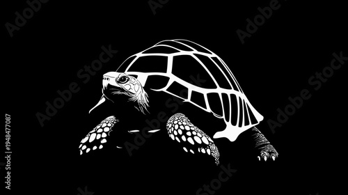 High-contrast, stylized illustration of a turtle facing forward against a stark black background