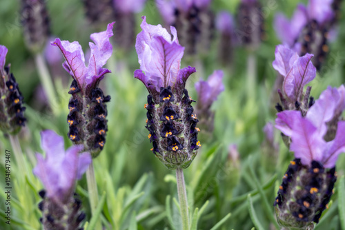 Foto Lavandula stoechas Spanish Lavender  fragrant Mediterranean plant with purple flower spikes and delicate bracts