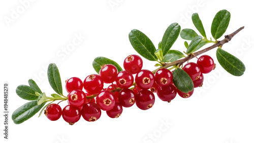 Foto Vibrant red cranberries on a leafy branch, perfectly isolated PNG on transparent