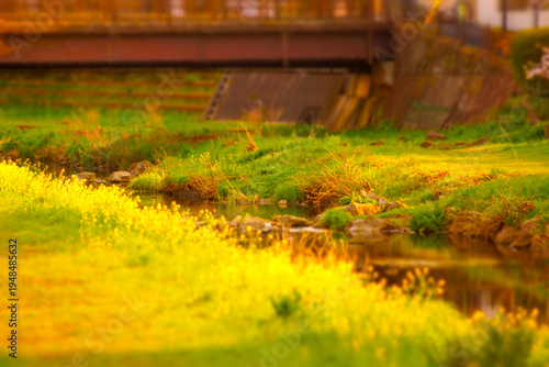 菜の花と小川の春景