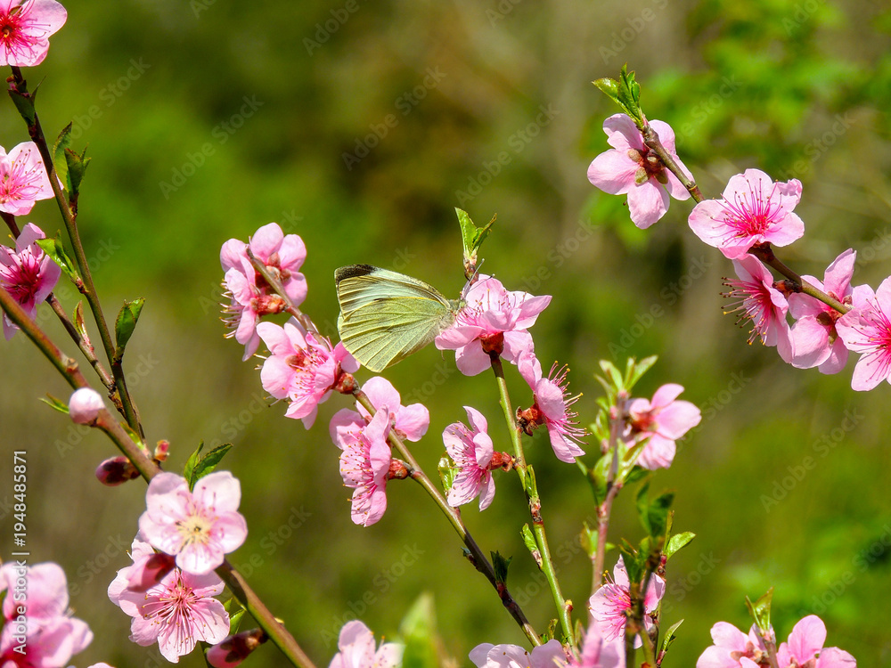 Fototapeta premium pink cherry blossom