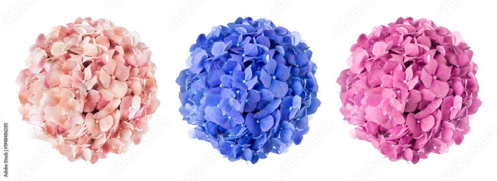 Obraz premium PNG Colorful hydrangea floral arrangement on transparent background