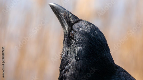 Close up portrait of crow looking upwards