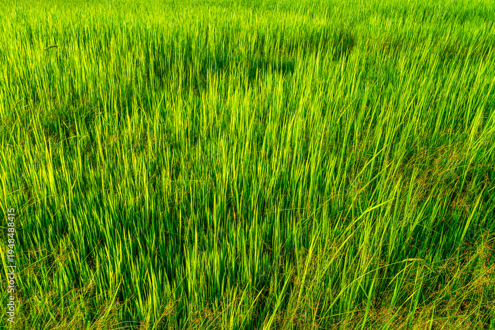 Obraz premium Scenic view landscape of Rice field green grass with field cornfield or in Asia country agriculture harvest with fluffy clouds blue sky sunset evening background.