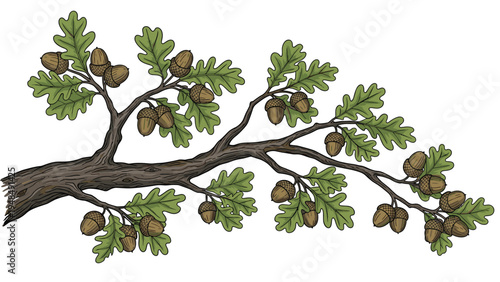 Detailed botanical illustration of an oak tree branch adorned with green leaves and numerous brown acorns against white.