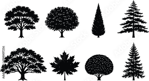Collection of detailed deciduous maple and pine tree silhouettes isolated as black vector icons for forest nature landscape botanical design