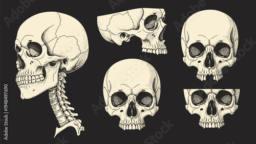 Scientific collection of human skull illustrations from different angles including profile, front view, and partial views on a dark background.