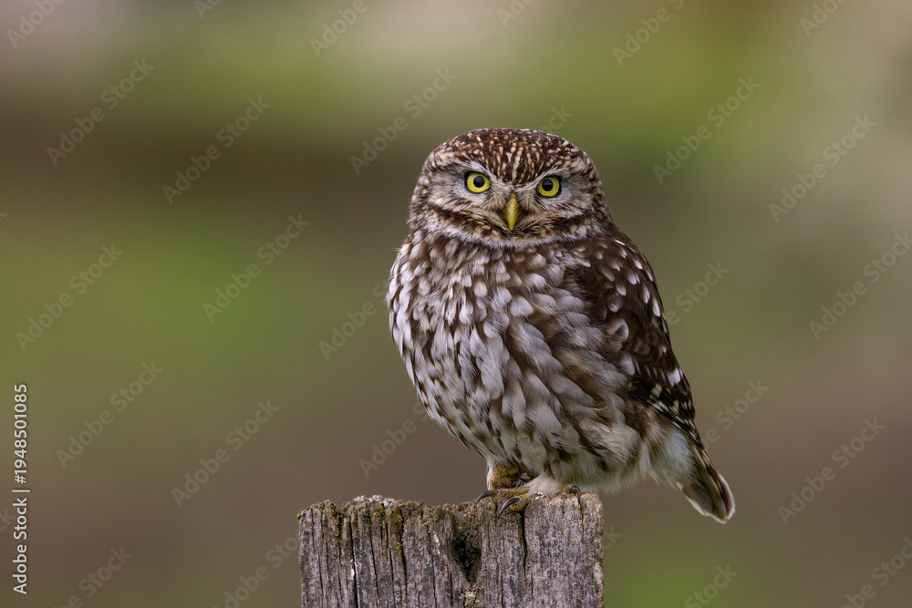 Fototapeta premium Steinkauz (Athene noctua)